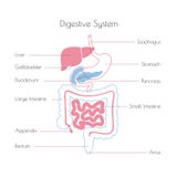 Illustration de vecteur de système digestif humain illustration stock Illustration de vecteur de système digestif humain illustration stock