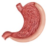 Illustration Of Anatomy Of Human Stomach With Body Stock Illustration Of Anatomy Of Human Stomach With Body Stock