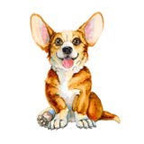 Illustration of a dog of the Corgi breed. Red-haired puppy with tongue and big ears. isolated on white background. vector illustration Illustration of a dog of the Corgi breed. Red-haired puppy with tongue and big ears. isolated on white background. vector illustration
