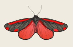 Illustration drawing style of butterfly vector illustration Illustration drawing style of butterfly vector illustration
