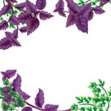 Illustration frame of Basil and parsley leaves. royalty free illustration Illustration frame of Basil and parsley leaves. royalty free illustration