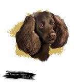 Illustration för konst för American Water spanielhund som digital isoleras på vit bakgrund AWS-avel av spanieln som är medelstor stock illustrationer Illustration för konst för American Water spanielhund som digital isoleras på vit bakgrund AWS-avel av spanieln som är medelstor stock illustrationer