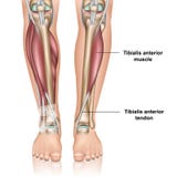 Illustration för vektor för Tibialis föregående muskel 3d medicinsk på vit bakgrund royaltyfri illustrationer Illustration för vektor för Tibialis föregående muskel 3d medicinsk på vit bakgrund royaltyfri illustrationer