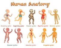 Illustration of human anatomy, systems of organs for kids.