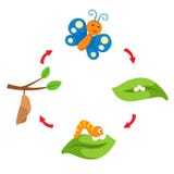 Illustration life cycle butterfly