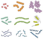 different types of bacteria shapes and info different types of bacteria shapes and info