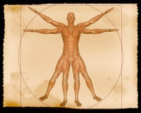 Illustration - Muscle Man
