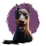 Illustration numérique d'art de Pinscher de race allemande de chien d'isolement sur le blanc Portrait populaire de chiot avec le illustration stock Illustration numérique d'art de Pinscher de race allemande de chien d'isolement sur le blanc Portrait populaire de chiot avec le illustration stock