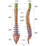 Illustration Of The Human Spine With The Name And Description Of All Sites Stock Photography Illustration Of The Human Spine With The Name And Description Of All Sites Stock Photography