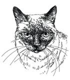 Illustration principale de dessin de main de vecteur de chat illustration de vecteur Illustration principale de dessin de main de vecteur de chat illustration de vecteur