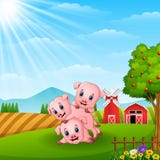 Three little pig playing in the farm Stock Images Three little pig playing in the farm Stock Images