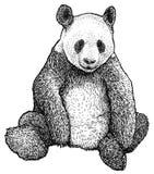 Giant Panda illustration, drawing, engraving, ink, line art, vector vector illustration Giant Panda illustration, drawing, engraving, ink, line art, vector vector illustration