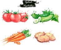 Illustrations tirées par la main de nourriture d'aquarelle Dessins d'isolement des légumes frais - tomates, concombres, carotte e illustration stock Illustrations tirées par la main de nourriture d'aquarelle Dessins d'isolement des légumes frais - tomates, concombres, carotte e illustration stock