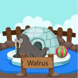 Illustrator van Walrus in de dierentuin vector illustratie Illustrator van Walrus in de dierentuin vector illustratie