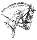 Illustrazione andalusa del disegno della mano del cavallo royalty illustrazione gratis Illustrazione andalusa del disegno della mano del cavallo royalty illustrazione gratis
