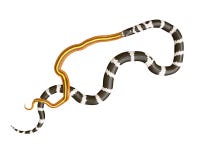 illustrazione 3D di un re Snake Swallowing di California un serpente giallo royalty illustrazione gratis illustrazione 3D di un re Snake Swallowing di California un serpente giallo royalty illustrazione gratis