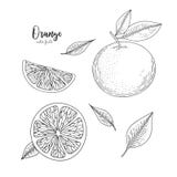 Illustrazione dell'arancia nello stile dell'incisione Progetti per il pacchetto dei prodotti naturali di bellezza e di salute Gra Immagine Stock Illustrazione dell'arancia nello stile dell'incisione Progetti per il pacchetto dei prodotti naturali di bellezza e di salute Gra Immagine Stock
