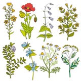 Illustrazione di colore d'annata di vettore dei fiori selvaggi e delle erbe illustrazione vettoriale Illustrazione di colore d'annata di vettore dei fiori selvaggi e delle erbe illustrazione vettoriale