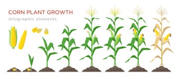 Illustrazione di vettore delle fasi di crescita del cereale nella progettazione piana Processo di piantatura della pianta di cere illustrazione vettoriale Illustrazione di vettore delle fasi di crescita del cereale nella progettazione piana Processo di piantatura della pianta di cere illustrazione vettoriale