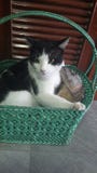 Ilsken katt i korg arkivbilder Ilsken katt i korg arkivbilder