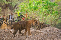 Ilsken tiger som laddar ?ver safarimedel och turister royaltyfri bild Ilsken tiger som laddar ?ver safarimedel och turister royaltyfri bild
