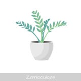 Ilustraci?n del vector Planta en crisol Flor de Zamioculcas Estilo plano stock de ilustración Ilustraci?n del vector Planta en crisol Flor de Zamioculcas Estilo plano stock de ilustración