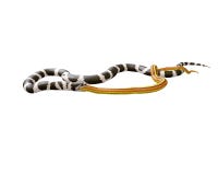 ilustração 3D de um rei Snake Swallowing de Califórnia uma serpente amarela ilustração stock ilustração 3D de um rei Snake Swallowing de Califórnia uma serpente amarela ilustração stock