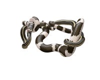 ilustração 3D de um rei Snake Swallowing de Califórnia uma serpente de liga ilustração do vetor ilustração 3D de um rei Snake Swallowing de Califórnia uma serpente de liga ilustração do vetor