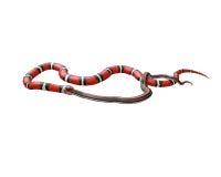 ilustração 3D de um rei Snake Swallowing de Califórnia uma serpente preta ilustração do vetor ilustração 3D de um rei Snake Swallowing de Califórnia uma serpente preta ilustração do vetor
