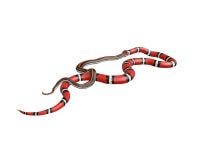 ilustração 3D de um rei Snake Swallowing de Califórnia uma serpente preta ilustração do vetor ilustração 3D de um rei Snake Swallowing de Califórnia uma serpente preta ilustração do vetor
