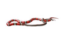 ilustração 3D de um rei Snake Swallowing de Califórnia uma serpente preta ilustração do vetor ilustração 3D de um rei Snake Swallowing de Califórnia uma serpente preta ilustração do vetor