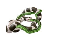 ilustração 3D de um rei Snake Swallowing de Califórnia uma serpente verde ilustração royalty free ilustração 3D de um rei Snake Swallowing de Califórnia uma serpente verde ilustração royalty free
