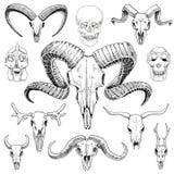 Ilustração da anatomia mão gravada tirada no estilo velho do esboço e do vintage grupo ou esqueleto do crânio Cabra de Bull e de ilustração stock Ilustração da anatomia mão gravada tirada no estilo velho do esboço e do vintage grupo ou esqueleto do crânio Cabra de Bull e de ilustração stock