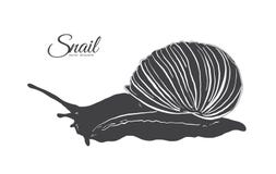 Ilustração do vetor: Silhueta tirada mão do caracol ilustração stock Ilustração do vetor: Silhueta tirada mão do caracol ilustração stock