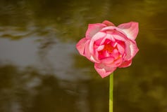 Ilustração do zen da flor dos lótus fotografia de stock Ilustração do zen da flor dos lótus fotografia de stock