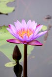 Ilustração do zen da flor dos lótus imagens de stock Ilustração do zen da flor dos lótus imagens de stock