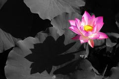 Ilustração do zen da flor dos lótus imagem de stock Ilustração do zen da flor dos lótus imagem de stock