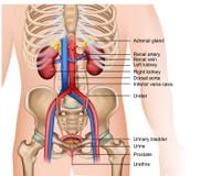 A ilustração médica urinária do vetor do sistema 3d no fundo branco ilustração stock A ilustração médica urinária do vetor do sistema 3d no fundo branco ilustração stock