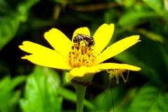 Bee is working time in the morning royalty free stock photo Bee is working time in the morning royalty free stock photo