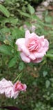 This image bunch rose flower royalty free stock photo This image bunch rose flower royalty free stock photo