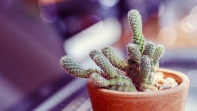 Image of cactus with old color filter style and bokeh light royalty free stock images Image of cactus with old color filter style and bokeh light royalty free stock images