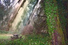 Image courante de forêt après pluie photos stock Image courante de forêt après pluie photos stock