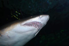 Image courante de Tiger Shark (Galeocerdo cuvier) photo stock Image courante de Tiger Shark (Galeocerdo cuvier) photo stock