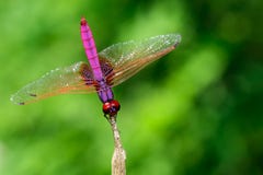 Image of crimson dropwing dragonflyMale/Trithemis aurora on na Stock Photos Image of crimson dropwing dragonflyMale/Trithemis aurora on na Stock Photos