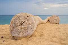 Image d'un vieux rondin à la plage blanche de sable image stock Image d'un vieux rondin à la plage blanche de sable image stock