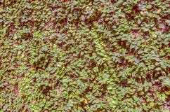 image de mur de feuille pour l'utilisation de fond Photographie stock libre de droits image de mur de feuille pour l'utilisation de fond Photographie stock libre de droits