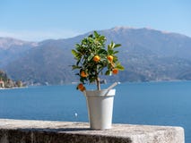 Image de petit arbre de kumquat dans un pot sur un mur en pierre avec le lac à l'arrière-plan image libre de droits Image de petit arbre de kumquat dans un pot sur un mur en pierre avec le lac à l'arrière-plan image libre de droits