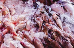 Image des poissons de lion sur le marché à vendre à manger photographie stock libre de droits Image des poissons de lion sur le marché à vendre à manger photographie stock libre de droits