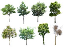 This image is isolated of dead trees on the white background. royalty free stock photos This image is isolated of dead trees on the white background. royalty free stock photos