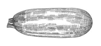 Image noire et blanche de vecteur de courgette illustration stock Image noire et blanche de vecteur de courgette illustration stock